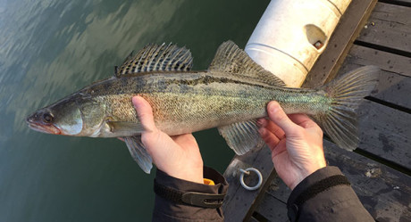 Walleye_web